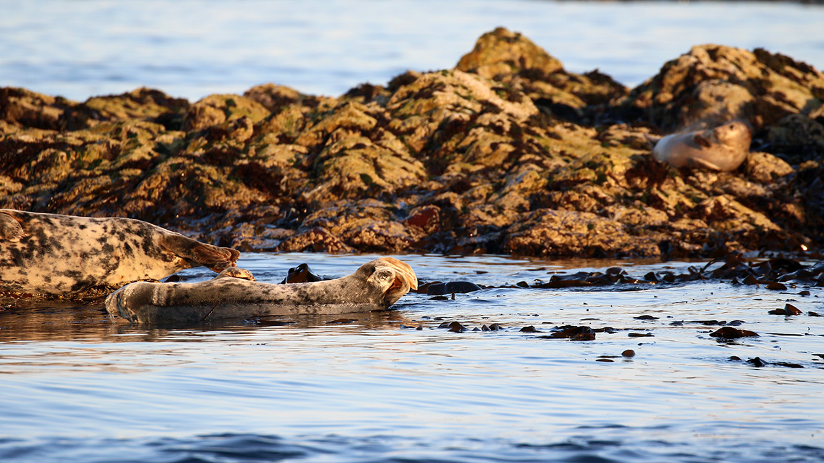 Grijze zeehond - Farne Islands